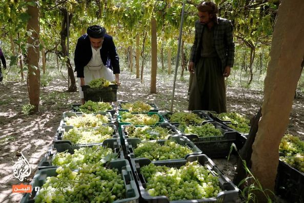 العنب وأهميته إقتصادياً بالنسبة لليمن