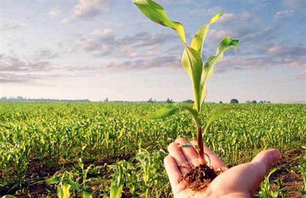 الاستخدام الآمن للمبيدات