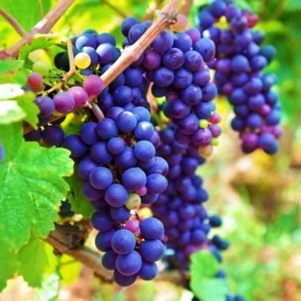 Summary of nutrients needed for plant growth